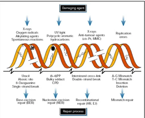 Figure -16: Dommages de l’ADN et modes de réparation d’après (Morrison, Smith et al. 