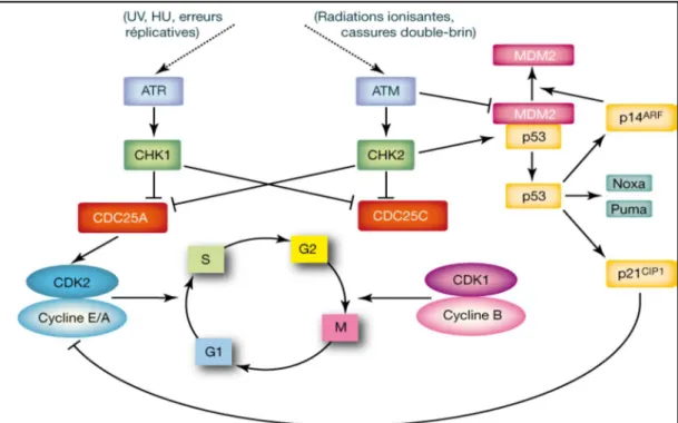 Figure 17 : Schéma sommaire de la régulation des points de contrôle G1/S  et G2 DNA  damage   