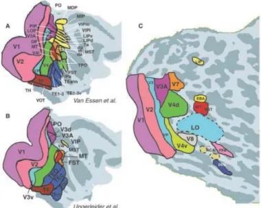 Figure 1.10 : Carte des aires visuelles représentées sur l’hémisphère droit, zone occipitale de cerveaux 