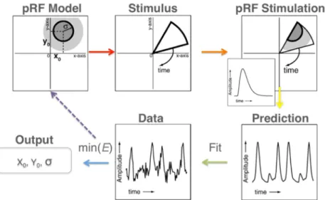 Figure 1.21 : Description de la procédure d’estimation du modèle pRF linéaire calculée pour chaque  voxel indépendamment (Dumoulin &amp; Wandell, 2008)