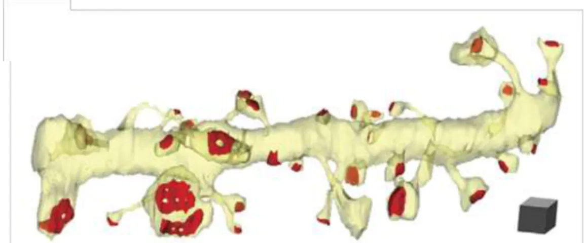 Figure  13:  E lectronographie  d’une  synapse  tripartite. 