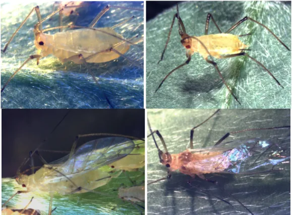 Figure 1. The female polyphenism (left) and male genetic polymorphism (right). In both cases, discrete alternative wingless (top) or winged (bottom) morphs are produced.