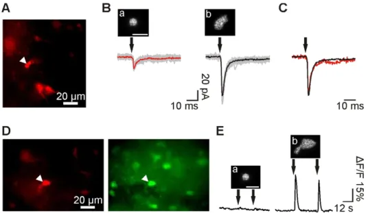 Figure 6. Holographic photostimulation of NG2 cells. A. Red fluorescence image of a target DsRed + NG2 cell (arrowhead) in a hippocampal slice of NG2-DsRed transgenic mice