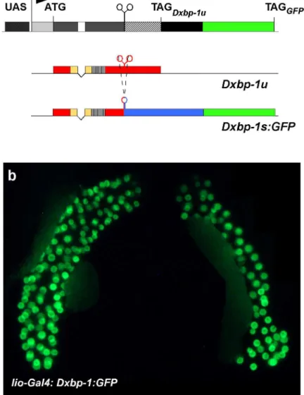 Figure 3. In vivo detection of Dxbp-1 RNA processing. 