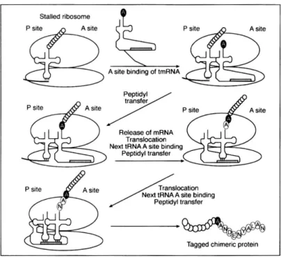 Fig. 3: How tmRNA functions. 