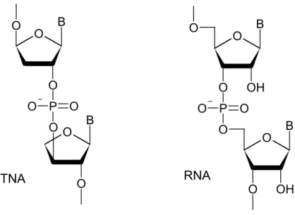 Fig. 8: Structure of TNA and RNA. 