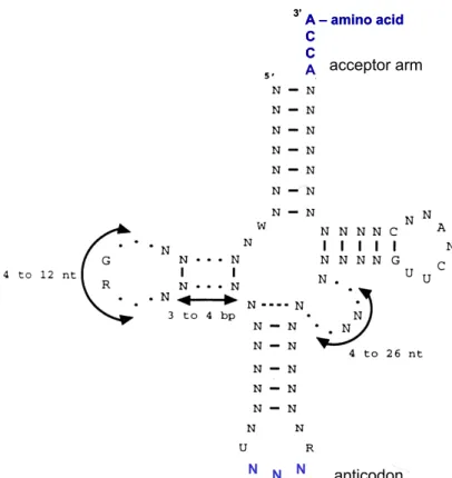 Fig.  1:  Secondary  cloverleaf  structure  of  a  tRNA.  Arrows  indicate  number of nucleotides in the loop, stem and bulge