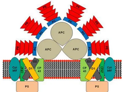 Figure 5: Modèle structural du complexe énergétique phycobilisome PE: phycoérythrine; PC: 