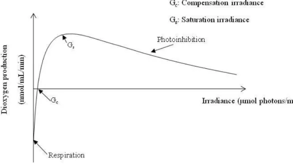 Figure 7: Vitesse de production d’oxygène chez les microalgues en fonction de l’irradiance  (Gaignard et al., 2019) 