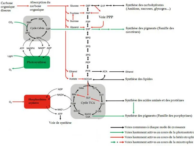 Figure 8: Schéma des voies métaboliques pour l'assimilation du carbone et la production  d'énergie chez les microalgues photoautotrophes, hétérotrophes et mixotrophes (Perez-Garcia 