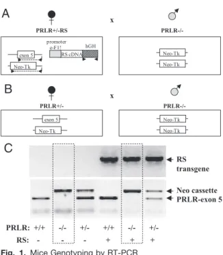 Fig. 1. Mice Genotyping by RT-PCR
