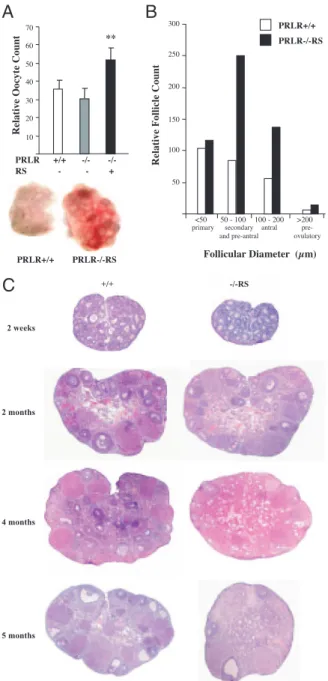 Fig. 3. PRL Signaling through RS Has a Deleterious Effect on Follicular Development