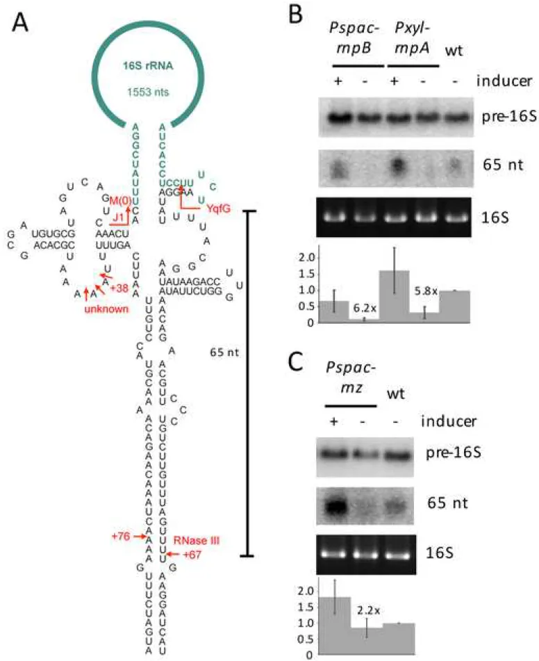 Figure 1 Click here to access/download;Figure;Figure 1.tif