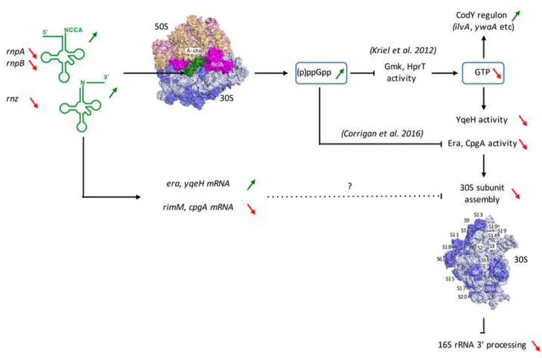 Figure 7 Click here to access/download;Figure;Figure 7.tif