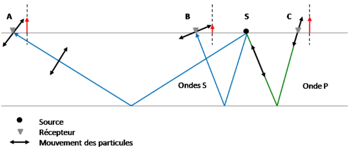 Figure 23: Composantes des ondes S et P. (S) point source (traits bleus) Propagation des ondes S (trait vert) Propagation d'une onde P (éches noires doubles) Mouvement des particules (éches rouges) Projection à la verticale de la vitesse des particules i.e
