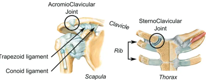 Figure 8 : ScapuloThoracic joint in a coronal view (T3-T4) (adapted from Netter (2006)) 