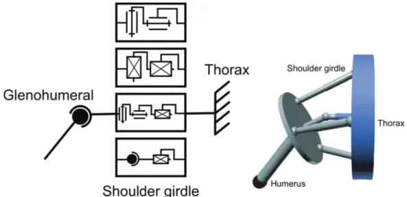 Figure 9 : Different equivalent shoulder girdle models (Lenarčič and Stanišić, 2003) (adapted from (Sapio et al., 2006))