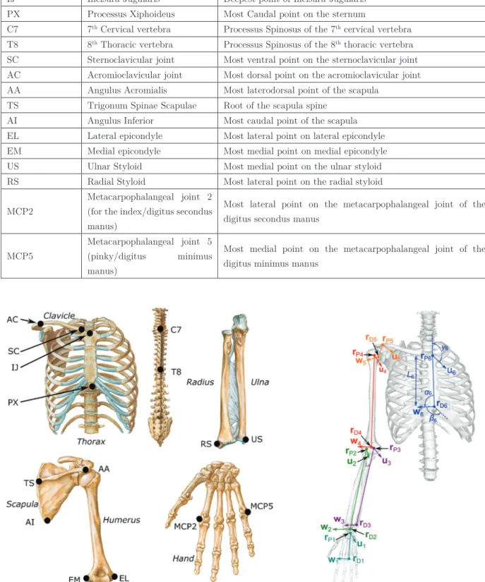 Figure 31 : The different upper limb bones and their associated landmarks (left) and parameters of the  upper limb using natural coordinates (right)  
