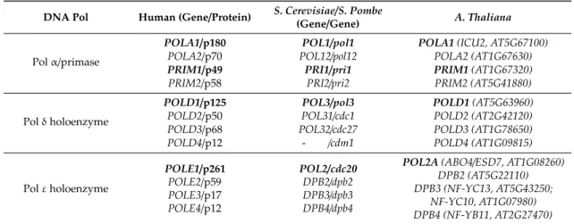 Table 1. Nomenclature for replicative DNA polymerases (Pols) in human, yeast (Saccharomyces cerevisiae and S