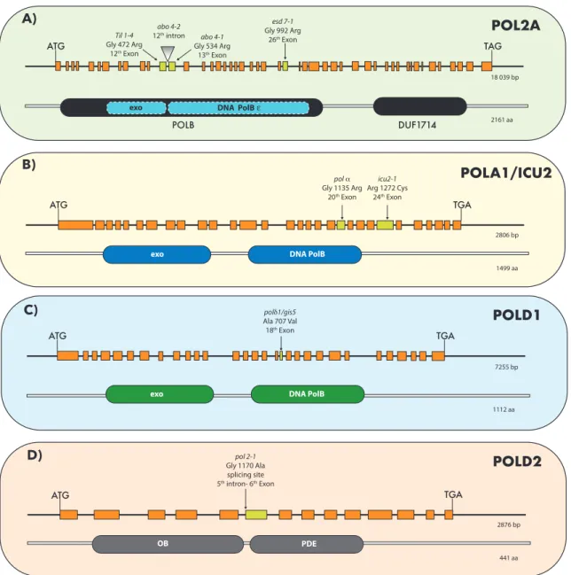 Figure 1. Hyphomorphic alleles of replicative DNA polymerases (Pols) in Arabidopsis thaliana