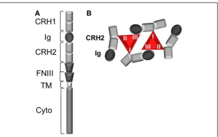 FIGURE 1 | The leptin receptor (OBR). (A) Schematic view of OBR protomer. CRH, cytokine receptor homology domain; Ig, immunoglobulin domain; TM, transmembrane region; FNIII, fibronectin III domain