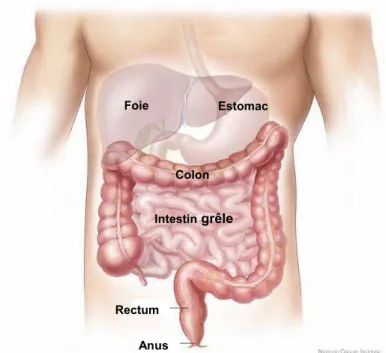 Figure 1.1: Représentation de certains organes abdominaux : foie,  estomac, colon, intestin grêle et rectum 