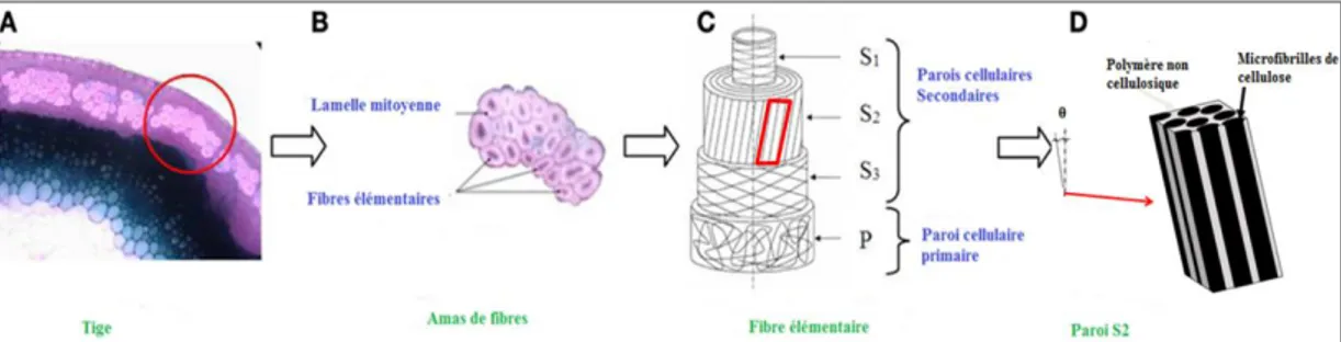 Figure 19 - Structure d'une fibre de lin: un empilement renforcé par des fibrilles de cellulose: 