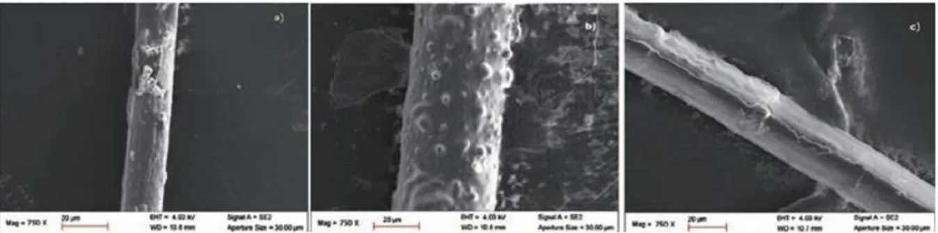 Figure 66 - Observation MEB de la surface de fibres de lin après immersion dans l'eau à 20°C  pendant: (a) 1 jour, (b) 1 semaine (c) 4 semaines (Thuault et al., 2014) 