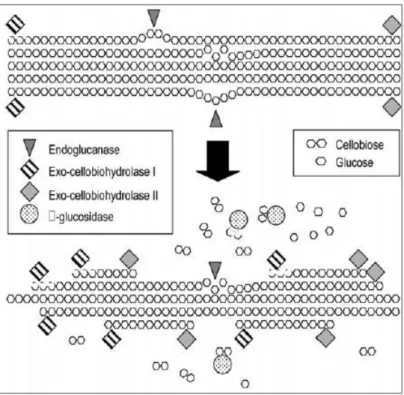 Figure 69 - Schéma simplifié de l'hydrolyse enzymatique complète de microfibrilles de  cellulose (Malherbe et Cloete, 2002) 