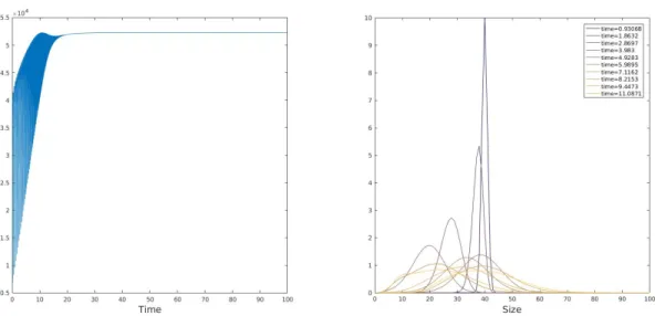 Figure 10: Numerical simulation of convergence to (PSS) as in Proposition 1: M 2 (t) defined by (1) (left image) and evolution of the size distribution (right images)