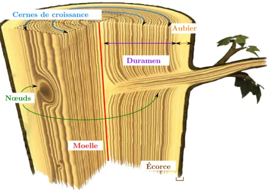 Figure 2.7 – Structure interne d’un tronc d’arbre. Elle s’organise entièrement autour de la moelle du tronc