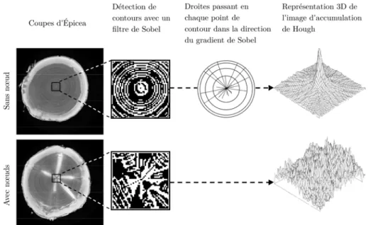 Figure 3.2 – Principe de détection de la moelle sur une coupe S z . On constate que la concentricité des cernes permet une localisation précise de la position de la moelle même dans une sous-fenêtre