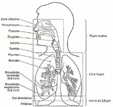 Figure 1.6 – Pénétration des particules dans l’organisme (d’après l’Institut de Veille Sanitaire et un  schéma du Dr