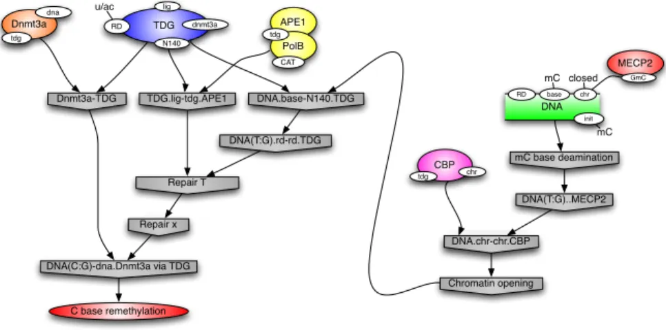 Fig. 8. A story leading to a C remethylation: nodes represent events, that is to say rule applications; causal precedence between events is indicated with arrows, eg the chromatin opening is a necessary step for TDG to bind at N140.