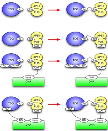Fig. 10. Refinement of the TDG:APE1.PolB association rule: the top rule is the basic one, the bottom three offer refined and mutually exclusive variants of the former