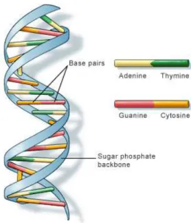 Fig. 1. The dual base pairs AT and CG provide a redundant representation of genetic information; not so for epigenetic information which is not redundantly represented in its sole biological mC substrate (Image from the U.S