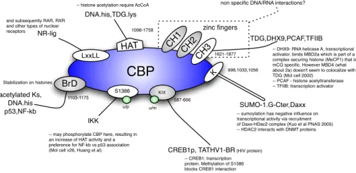 Fig. 3. Domains and interactions of CBP: the fine domain structure of CBP is far richer than what we will represent in our model (§2.3).