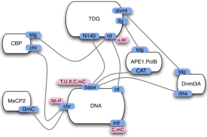Fig. 4. The model’s contact map: agents figure together with their sites and the potential values held by these sites (only TDG and DNA have sites holding values)