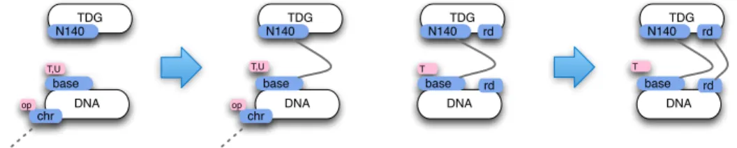 Fig. 5. TDG-DNA recognition rules: the dotted semi-edge means that the binding state of DNA(chr) is left unspecified, it can be free or not; the key second binding depends on the base being T (hence having been mC ); the first binding presupposes that the 