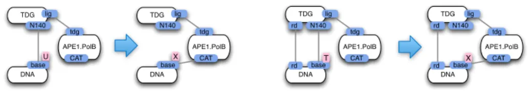 Fig. 6. TDG:DNA-APE1:PolB excision rules (abbreviated respectively as “repair U”