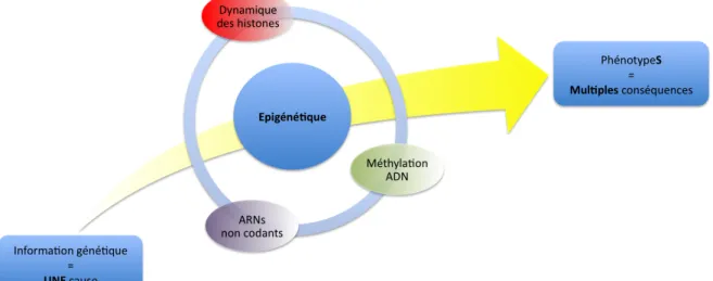 Figure 1. L’épigénétique 