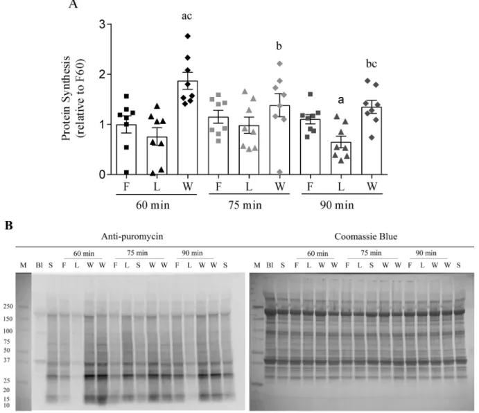 Fig. 2. Muscle protein synthesis assessed by the SUnSET method and measured in the TA after fasting (F) or supplementation with leucine (L) or leucine-enriched whey protein (W) at 60, 75 or 90 min after gavage