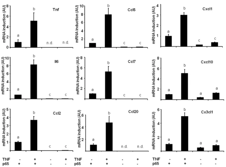 Figure 3. Chemokine expression is induced in the adipose tissue of aP2-p65 mice. Chemokine expression levels were compared with that of WT animals (mean 6 SEM, N = 3 animals/group)