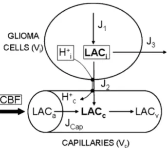Figure 1.2: A comprehensive schematic representation of the flux exchanges, see [18].