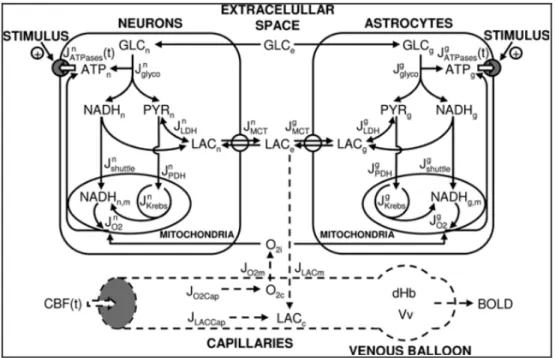 Figure 1.3: Model of comportment was proposed by Aubert and al, PNAS 2007 [5].