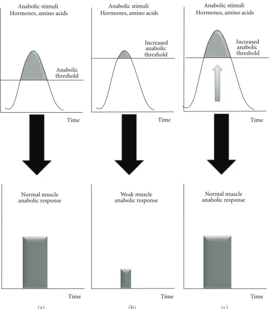 Figure 1: The concept of increased anabolic threshold with associated altered muscle protein anabolism during the postprandial period.