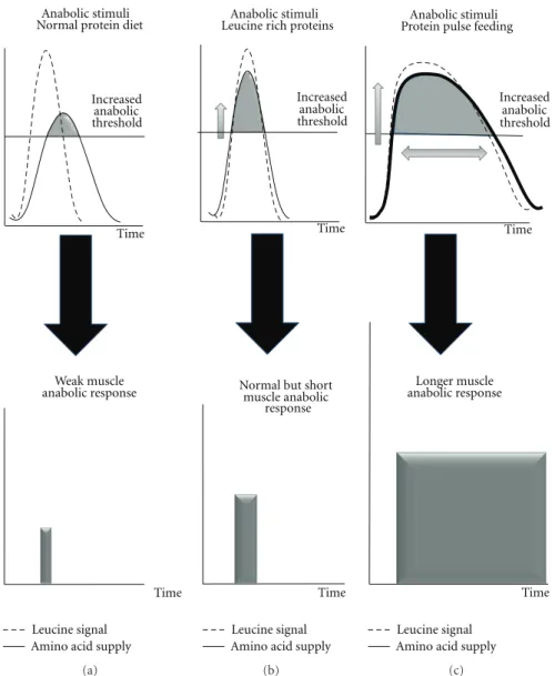 Figure 2: Free leucine, leucine rich proteins, and high protein diet in terms of amino acid kinetic and associated anabolic response in situation of increased muscle anabolic threshold.