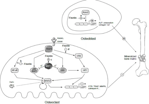 Figure 4: Voies moléculaires par lesquelles la fisétine contrôle la physiologie osseuse