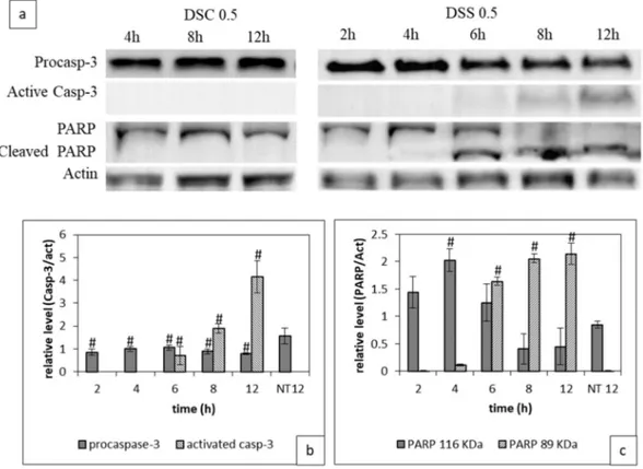 Figure 3. Impact of DSC and DSS treatment on Caspase-3 activation and PARP-1 cleavage