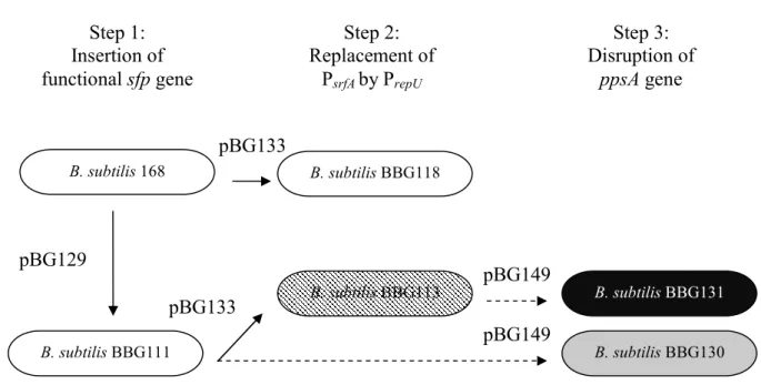 Figure 1 Schematic representation of B. subtilis 168 genetic modifications carried out in this  study